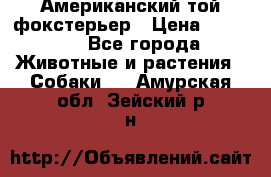 Американский той фокстерьер › Цена ­ 25 000 - Все города Животные и растения » Собаки   . Амурская обл.,Зейский р-н